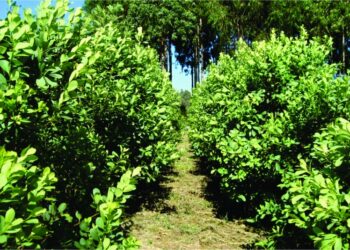 Estado e produtores formulam programa para agregar mais valor ao mate e ao pinhão