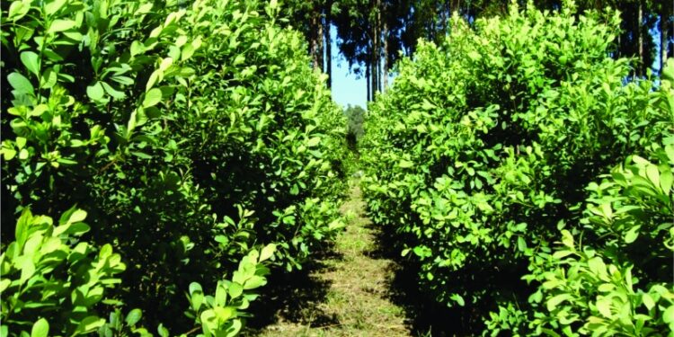 Estado e produtores formulam programa para agregar mais valor ao mate e ao pinhão