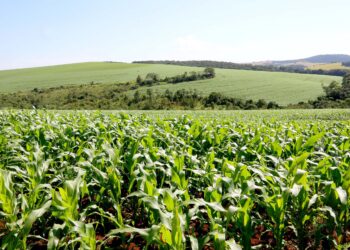 Na ExpoLondrina, IDR-Paraná promove debate sobre uso eficiente de fertilizantes