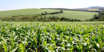 Na ExpoLondrina, IDR-Paraná promove debate sobre uso eficiente de fertilizantes