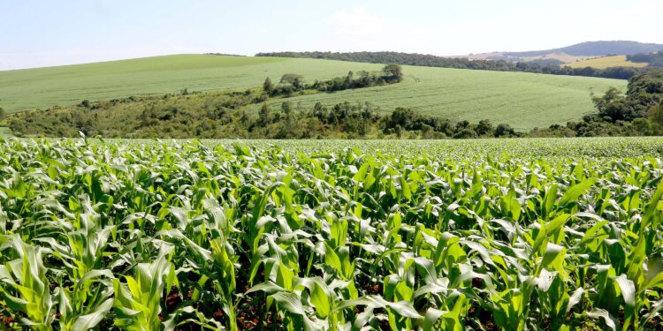 Na ExpoLondrina, IDR-Paraná promove debate sobre uso eficiente de fertilizantes