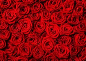 A Central de Triagem de Guarapuava comunica os óbitos desta segunda-feira (18)