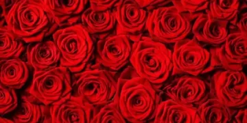 A Central de Triagem de Guarapuava comunica os óbitos desta segunda-feira (18)