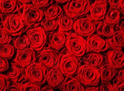 A Central de Triagem de Guarapuava comunica os óbitos desta segunda-feira (18)