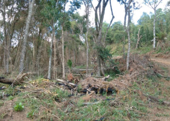 Crime ambiental no Guará
