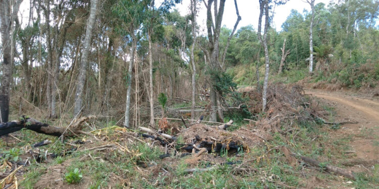 Crime ambiental no Guará