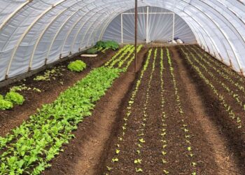 Orgânicos cultivados por presos de Guarapuava são distribuídos a instituições de acolhimento