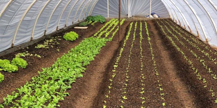 Orgânicos cultivados por presos de Guarapuava são distribuídos a instituições de acolhimento