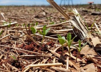 IDR e UEL apontam que plantio direto, rotação e cobertura vegetal devem crescer no Paraná