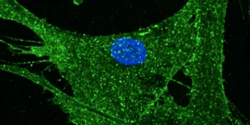 Inédito: cientistas conseguem reverter envelhecimento em 30 anos