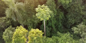 Maior mamoeiro do mundo é registrado no Paraná: ‘Eu vi e pensei, vai pro Guiness Book,’ diz agricultor
