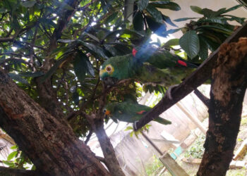 Polícia Ambiental apreende papagaio ameaçado de extinção em Palmeira