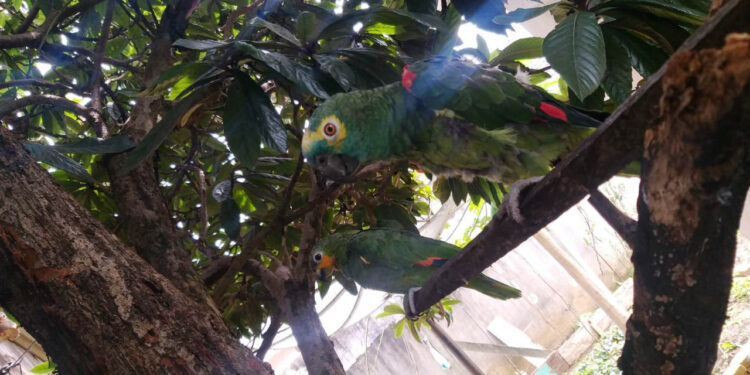 Polícia Ambiental apreende papagaio ameaçado de extinção em Palmeira