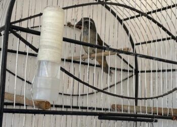 Polícia apreende três pássaros silvestres mantidos em cativeiro