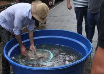 Feira do Peixe Vivo será nesta quinta-feira (14)