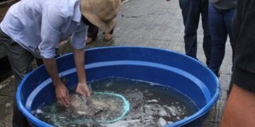 Feira do Peixe Vivo será nesta quinta-feira (14)