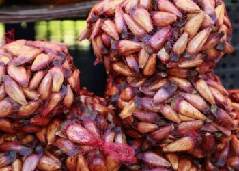 Pinhão tem colheita e venda liberadas no Paraná, desde que maduro