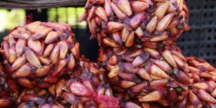 Pinhão tem colheita e venda liberadas no Paraná, desde que maduro