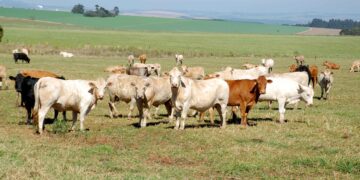 Campanha de atualização cadastral dos rebanhos do Paraná começa neste domingo