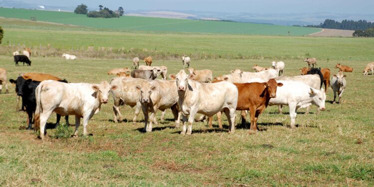 Campanha de atualização cadastral dos rebanhos do Paraná começa neste domingo