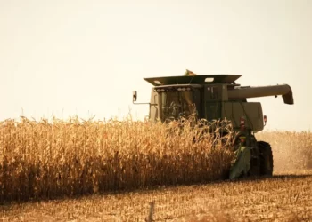 Plantio da safrinha vai a 99% no Paraná, enquanto colheita da safra verão segue em 89%, aponta Deral