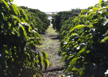 Serasa: 15,8% dos produtores rurais estavam inadimplentes em março