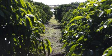 Serasa: 15,8% dos produtores rurais estavam inadimplentes em março