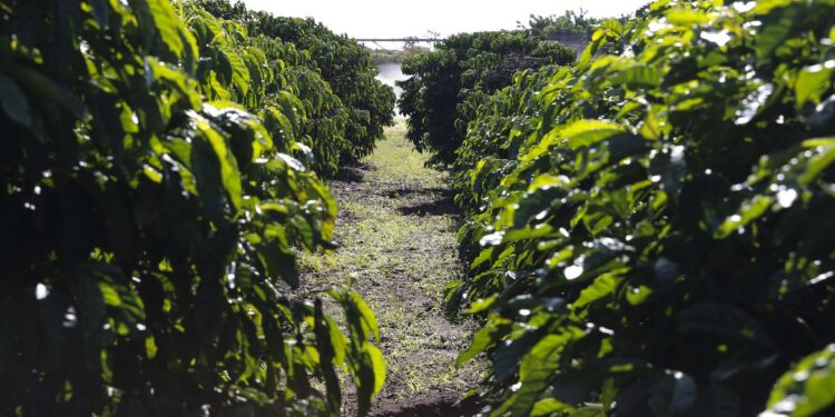 Serasa: 15,8% dos produtores rurais estavam inadimplentes em março