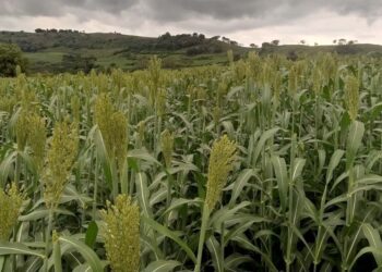 Sorgo vira alternativa para alimentar gado leiteiro no inverno em regiões secas do Estado