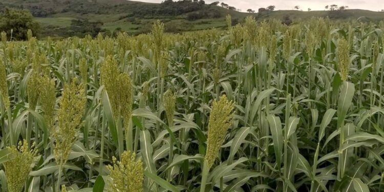 Sorgo vira alternativa para alimentar gado leiteiro no inverno em regiões secas do Estado