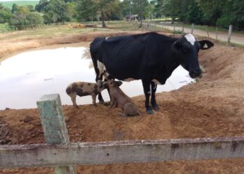 Vaca ‘adota’ e amamenta porquinhos em chácara do Paraná
