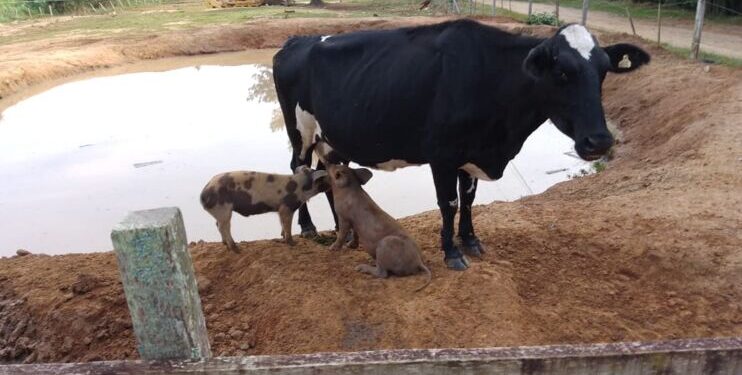Vaca ‘adota’ e amamenta porquinhos em chácara do Paraná