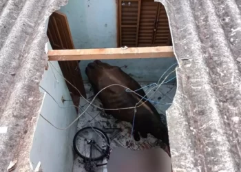 Vaca cai do telhado de casa em Londrina