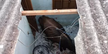 Vaca cai do telhado de casa em Londrina
