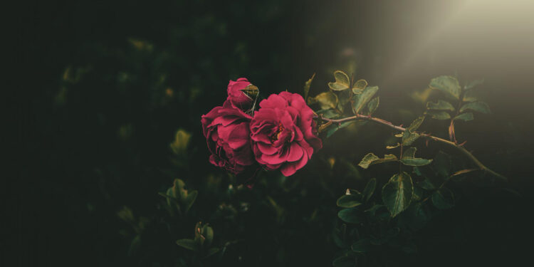 Falecimentos em Guarapuava: 11 a 12 de Outubro de 2024