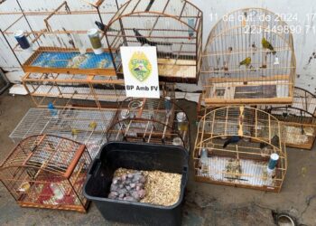 Apreensão de Pássaros Silvestres em Cativeiro Ilegal em Guarapuava