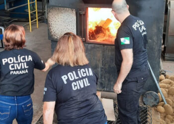 PCPR incinera meia tonelada de maconha em PalmasPolícia Civil incinera meia tonelada de maconha em PalmasPCPR incinera meia tonelada de maconha em Palmas