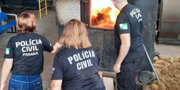 PCPR incinera meia tonelada de maconha em PalmasPolícia Civil incinera meia tonelada de maconha em PalmasPCPR incinera meia tonelada de maconha em Palmas