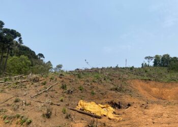 Polícia Ambiental Apreende Propriedade por Corte Ilegal de Vegetação Nativa em Castro-PR
