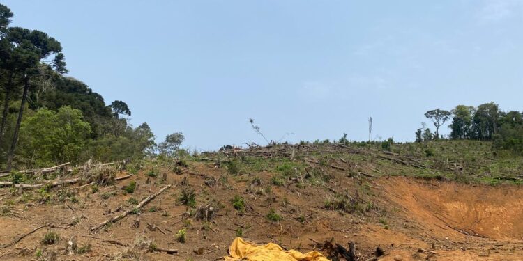 Polícia Ambiental Apreende Propriedade por Corte Ilegal de Vegetação Nativa em Castro-PR