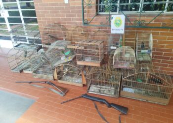 Resgate em Telêmaco Borba: Polícia Ambiental Apreende Pássaros em Cativeiro e Armas Irregulares