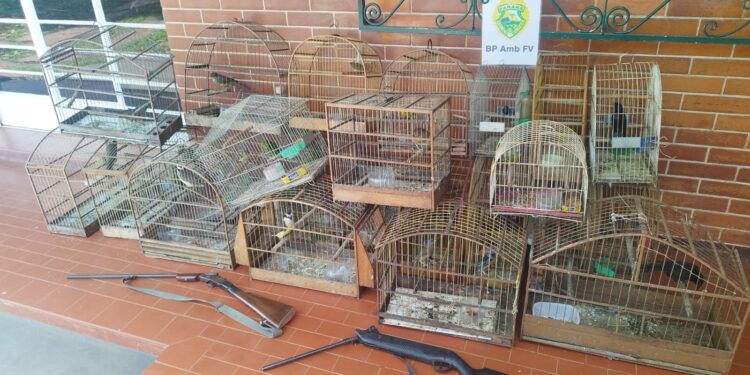 Resgate em Telêmaco Borba: Polícia Ambiental Apreende Pássaros em Cativeiro e Armas Irregulares