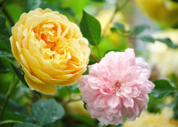 Nota de Falecimento: Homenagem e Informações sobre os Sepultamentos em Guarapuava e Região