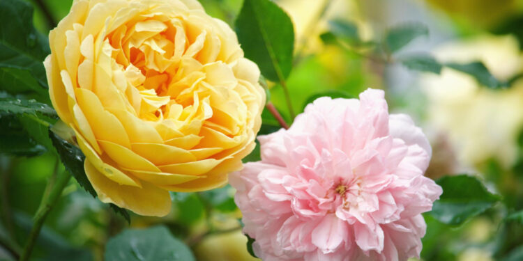 Nota de Falecimento: Homenagem e Informações sobre os Sepultamentos em Guarapuava e Região