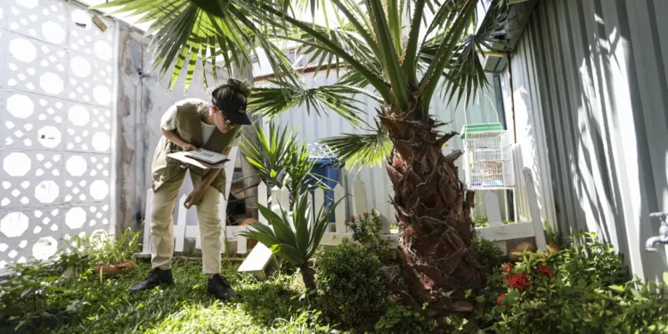 Prevenção à Dengue Exige Mais do que Campanhas Educativas, Alertam Especialistas