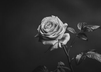 Guarapuava se Despede de Vidas Queridas: Notas de Falecimento e Informações sobre Velórios