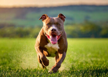 Horror em Jaguariaíva: MP Denuncia Homem por Matar e Arrastar Pitbull Amarrado a Carro
