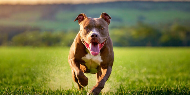 Horror em Jaguariaíva: MP Denuncia Homem por Matar e Arrastar Pitbull Amarrado a Carro