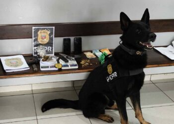 “Polícia Civil Desvenda Homicídio e Prende Três Suspeitos em Guarapuava”