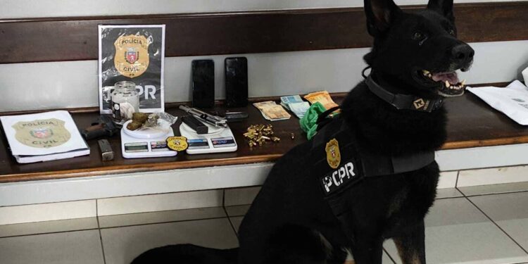 “Polícia Civil Desvenda Homicídio e Prende Três Suspeitos em Guarapuava”